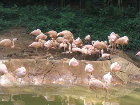 IMG_7320 - baby flamingo